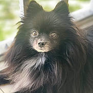 Neo is registered to the contest to win money with this photo: animal, black_fur, blurred_background, close_up, cute, dog, ears, eyes, face, fluffy, fur, indoor, nose, pet, pomeranian, portrait, relaxed, small_dog, soft_light, whiskers