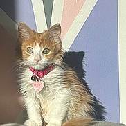 Maple is registered to the contest to win money with this photo: kitten, cat, orange, white, fur, collar, tag, pink, cushion, sunlight, shadow, wall, geometric, indoor, pet, cute, animal, small, sitting, portrait