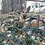 dog, german_shepherd, leaves, tree_trunk, outdoor, nature, house, grass, plants, pet, animal, fall, season, canine, fur, ears, face, resting, background, daytime