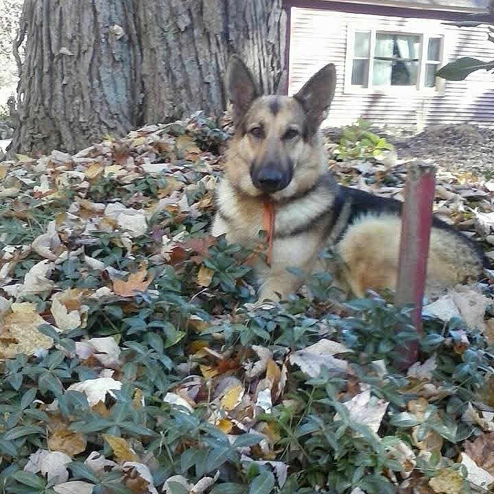 Ruby is registered to the contest to win money with this photo: animal, background, canine, daytime, dog, ears, face, fall, fur, german_shepherd, grass, house, leaves, nature, outdoor, pet, plants, resting, season, tree_trunk