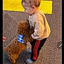 toddler, child, puppy, dog, asphalt, yellow_line, harness, brown_dog, curious, cute, outdoor, pet, walking, baby, footwear, clothing, interaction, side_view, small_dog, playful