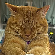 Queso joined the competition — help win amazing prizes! animal, cat, close_up, cozy, curtains, cute, domestic_cat, feline, fur, home, indoor, mammal, orange_tabby, paws, pet, relaxed, sleepy, soft_surface, stretching, whiskers