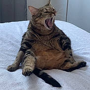 Nesquick participe au concours pour gagner de l'argent avec cette photo : bed, bedroom, cat, ears, funny, furry, indoors, open_mouth, paws, pet, portrait, relaxed, sitting, sleepy, striped_fur, tabby_cat, tail, whiskers, white_bedding, yawning
