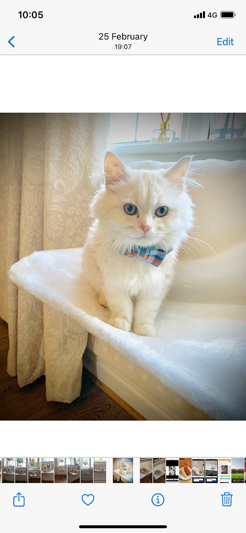 Cosmo joined the competition — help win amazing prizes! british_longhair, carnivore, cat, chair, claw, domestic_short_haired_cat, fawn, felidae, fur, paw, photo_caption, rectangle, sitting, small_to_medium_sized_cats, snout, table, tail, whiskers, window, wood