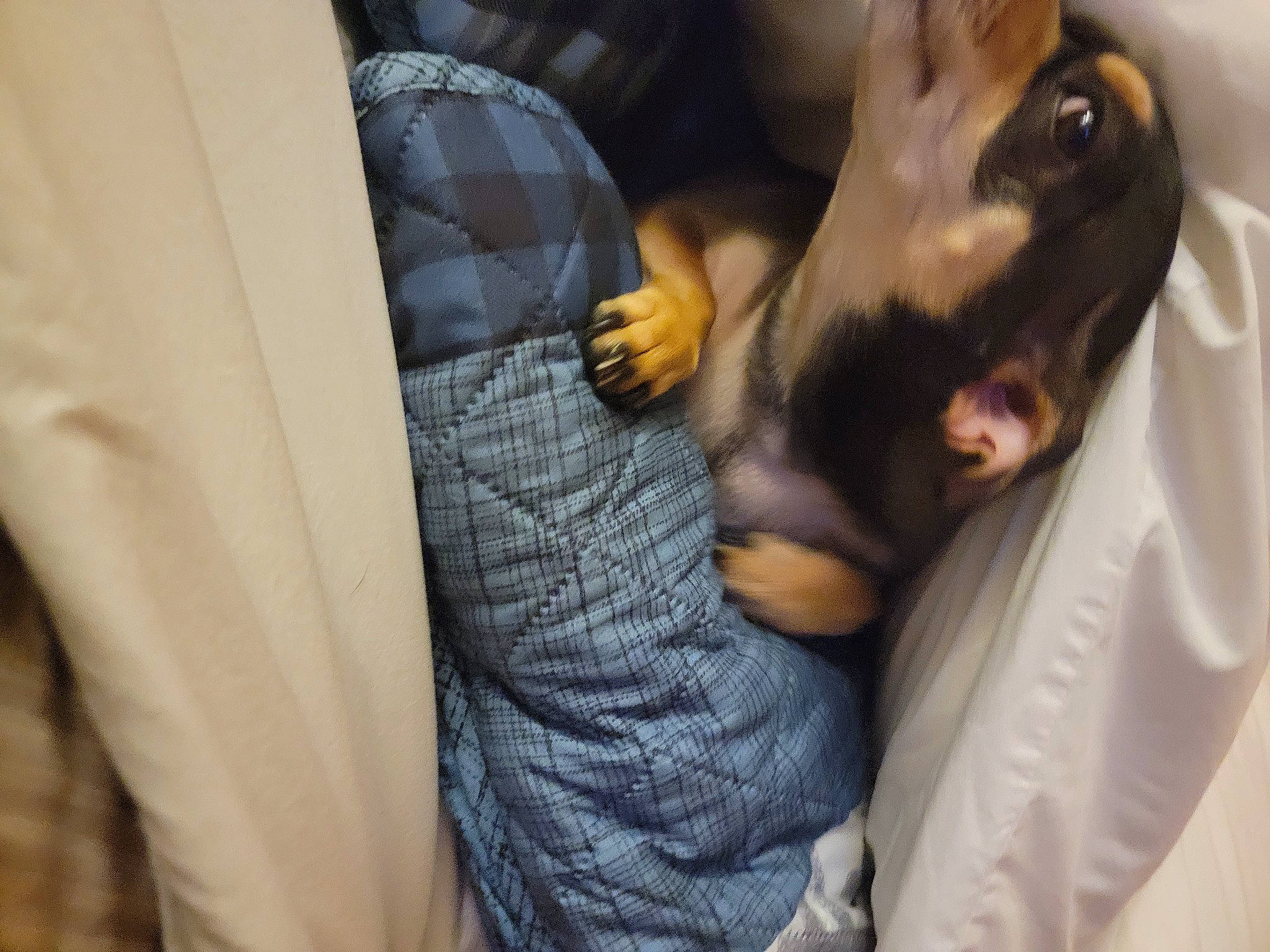 Bandit is registered to the contest to win money with this photo: canidae, car_seat, carnivore, child, comfort, companion_dog, dog, dog_breed, fur, gesture, guard_dog, nail, outerwear, pinscher, seat_belt, sporting_group, toy_dog, vehicle_door, whiskers, working_animal