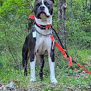 Stalone a rejoint le concours — aidez-le/la à gagner de superbes lots ! adventure, alert, animal, canine, collar, daylight, dog, forest, grass, greenery, leash, leaves, muzzle, nature, outdoor, pet, standing, tree, walk, woods