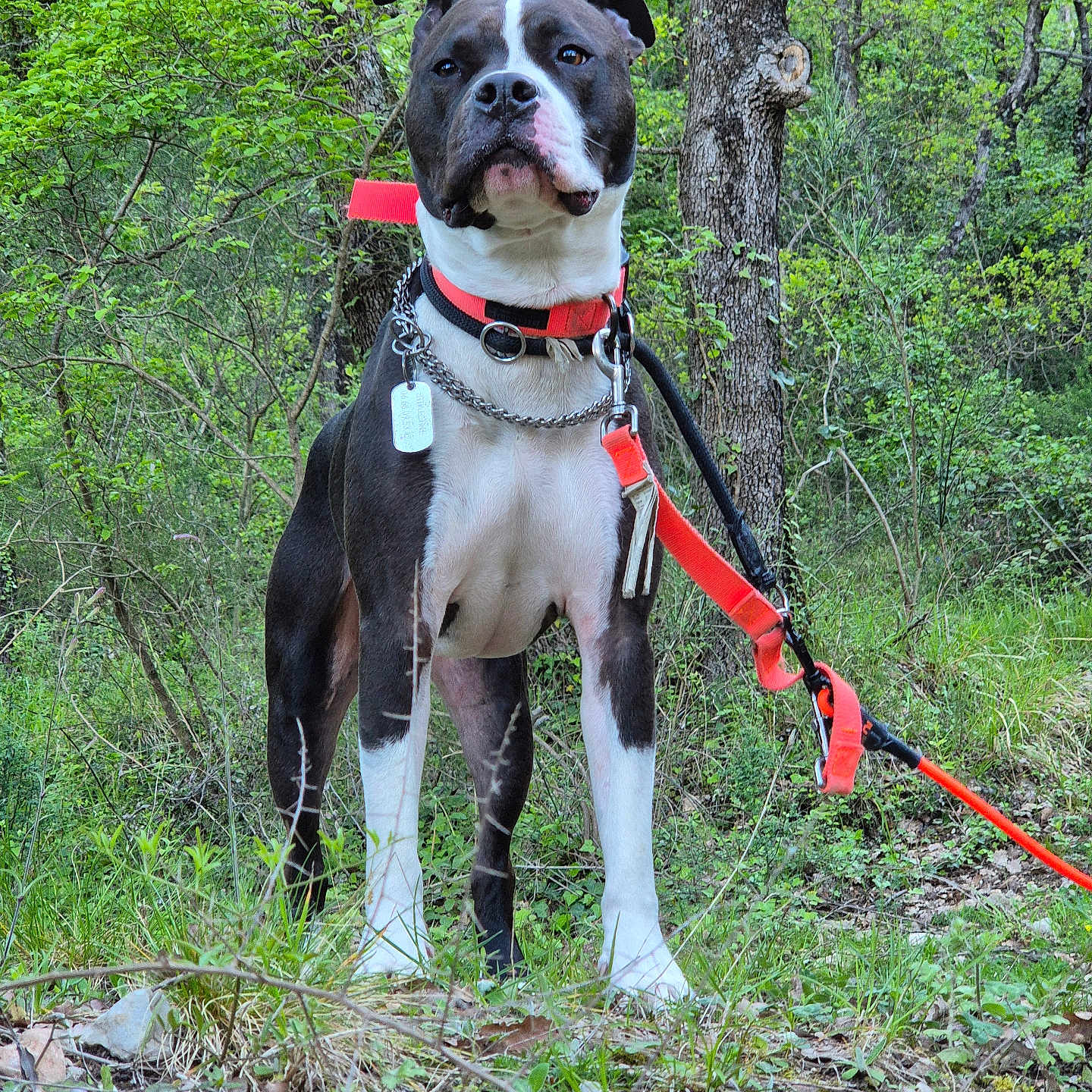 Stalone a rejoint le concours — aidez-le/la à gagner de superbes lots ! adventure, alert, animal, canine, collar, daylight, dog, forest, grass, greenery, leash, leaves, muzzle, nature, outdoor, pet, standing, tree, walk, woods