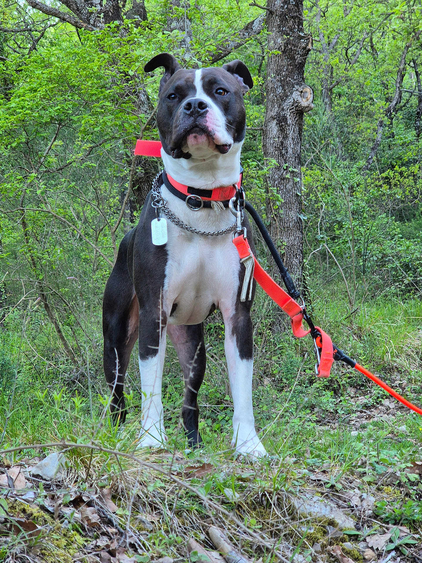 Stalone a rejoint le concours — aidez-le/la à gagner de superbes lots ! adventure, alert, animal, canine, collar, daylight, dog, forest, grass, greenery, leash, leaves, muzzle, nature, outdoor, pet, standing, tree, walk, woods