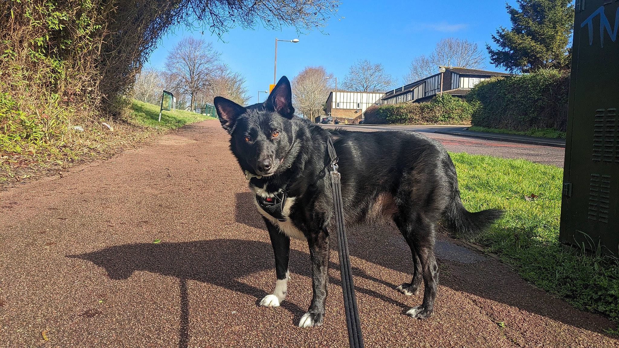 Travis is registered to the contest to win money with this photo: canidae, carnivore, collar, dog, dog_breed, dog_collar, fawn, grass, guard_dog, leash, plant, road_surface, sky, snout, sporting_group, tail, tree, window, working_animal, working_dog