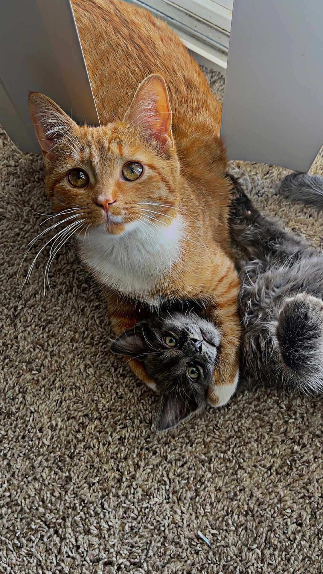 Simba