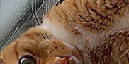 Simba is registered to the contest to win money with this photo: cat, orange_tabby, close_up, face, whiskers, fur, eyes, pet, animal, curious, window, indoor, cute, feline, portrait, head_tilt, mammal, domestic_animal, looking, closeup