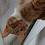Simba is registered to the contest to win money with this photo: cat, ginger_cat, white_fur, window, dirty_window, vertical_blinds, railing, curious, pet, indoor, close_up, whiskers, ears, fur, face, looking, reflection, domestic_animal, animal, mammal