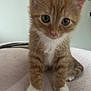 Simba joined the competition — help win amazing prizes! kitten, cat, orange_tabby, white_paws, white_chest, pet, animal, feline, cute, young, indoor, soft_surface, curious, close_up, blurred, fur, whiskers, ears, small, domestic_cat