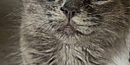 Fluffy is registered to the contest to win money with this photo: kitten, cat, close_up, gray_fur, indoor, curious, whiskers, paw, pet, feline, young_animal, cute, animal_face, soft_fur, domestic_cat, small_animal, looking_up, furry, eyes, adorable
