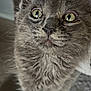 kitten, cat, close_up, gray_fur, indoor, curious, whiskers, paw, pet, feline, young_animal, cute, animal_face, soft_fur, domestic_cat, small_animal, looking_up, furry, eyes, adorable
