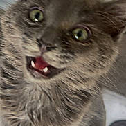 Fluffy is registered to the contest to win money with this photo: kitten, cat, gray_fur, close_up, pet, animal, whiskers, eyes, mouth_open, fur, cute, indoor, curious, playful, young, feline, tabby, expression, blurry, soft_focus