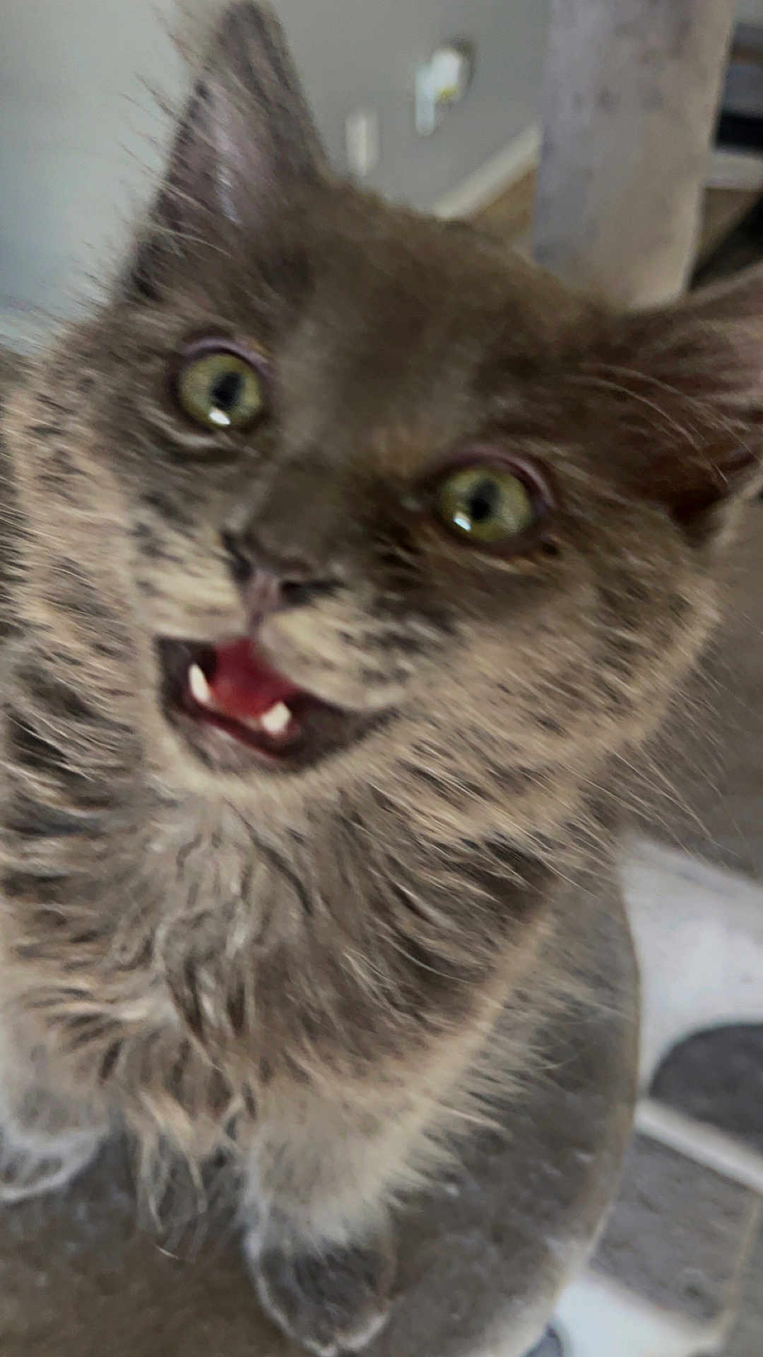 Fluffy is registered to the contest to win money with this photo: kitten, cat, gray_fur, close_up, pet, animal, whiskers, eyes, mouth_open, fur, cute, indoor, curious, playful, young, feline, tabby, expression, blurry, soft_focus