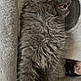 Fluffy joined the competition — help win amazing prizes! cat, gray_cat, fluffy, feline, teeth, yawning, cat_tree, carpeted, indoor, pet, animal, fur, whiskers, claws, ears, mouth_open, cute, domestic, furry, resting
