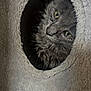 Fluffy is registered to the contest to win money with this photo: cat, gray_cat, feline, pet, animal, cozy, cat_tree, plush, fur, green_eyes, sleepy, indoor, close_up, hole, circular_opening, cute, resting, soft_texture, portrait, peeking