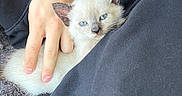 Chai Latte is registered to the contest to win money with this photo: animal, black_clothing, blue_eyes, car_interior, cat, close_up, comfort, cozy, cute, domestic_animal, fur, hand, hoodie, kitten, person, pet, resting, seat, tattoo, young