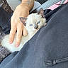 animal, black_clothing, blue_eyes, car_interior, cat, close_up, comfort, cozy, cute, domestic_animal, fur, hand, hoodie, kitten, person, pet, resting, seat, tattoo, young