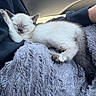 Chai Latte is registered to the contest to win money with this photo: animal, arm, car_interior, cat, clothing, comfort, cozy, cute, fluffy_blanket, fur, indoor, kitten, person, pet, relaxation, resting, sleeping, small, soft_texture, young