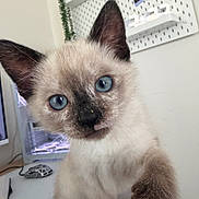 Chai Latte is registered to the contest to win money with this photo: animal, blue_eyes, cat, close_up, computer, curious, decor, ears, face, fur, indoor, keyboard, kitten, pegboard, pet, plant, table, technology, whiskers, young