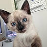 animal, blue_eyes, cat, close_up, computer, curious, decor, ears, face, fur, indoor, keyboard, kitten, pegboard, pet, plant, table, technology, whiskers, young