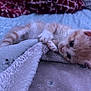 Mello is registered to the contest to win money with this photo: animal, bed, blanket, cat, closeup, comfort, cozy, cute, fur, furry, indoor, kitten, orange, paws, pet, playful, sleepy, soft, white, young