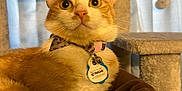 Mello is registered to the contest to win money with this photo: animal, bed, cat, cat_tree, collar, cozy, cute, domestic_cat, ears, eyes, feline, fur, indoor, orange_cat, pet, portrait, relaxed, tag, whiskers, white_cat