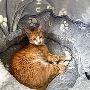 Mello is registered to the contest to win money with this photo: animal, blanket, cat, comfortable, cozy, curled_up, cute, domestic_cat, feline, fur, indoor, nest, orange_cat, paw_prints, pet, relaxed, resting, sleepy, soft, white_cat