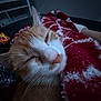 Mello joined the competition — help win amazing prizes! blanket, cat, close_up, comfort, cozy, dim_lighting, fur, fuzzy_texture, human_arm, indoor, nose, orange_cat, pet, red_blanket, relaxed, resting, sleepy, soft, whiskers, white_cat