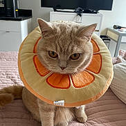 Pudding joined the competition — help win amazing prizes! cat, feline, pet, plush_collar, orange_slice, bed, blanket, indoor, home, living_room, whiskers, yellow_eyes, sitting, portrait, cute, beige_fur, tag, television, nightstand, furniture