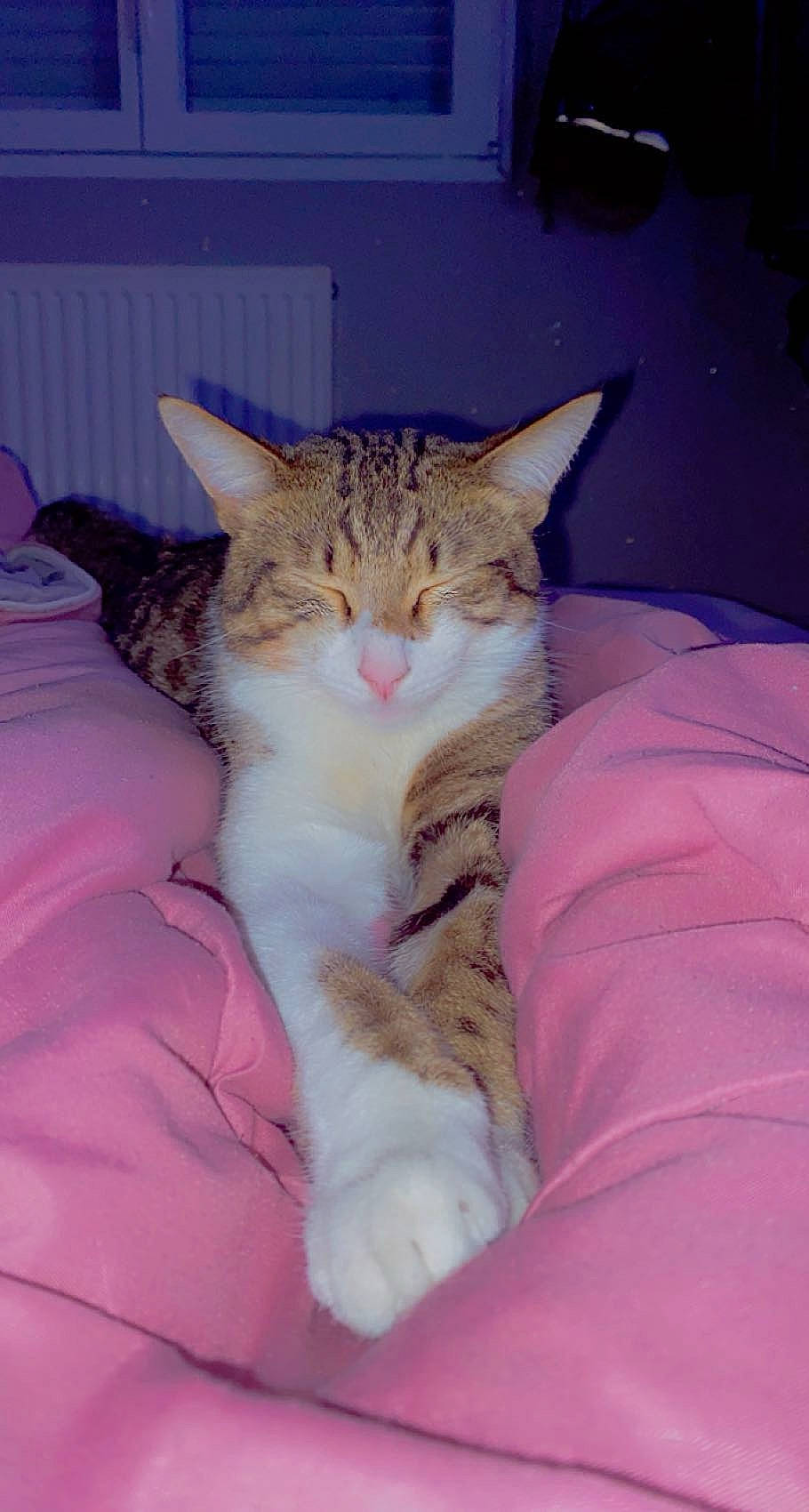 Coocki a rejoint le concours — aidez-le/la à gagner de superbes lots ! carnivore, cat, claw, comfort, domestic_short_haired_cat, fawn, felidae, fur, magenta, paw, pink, sitting, small_to_medium_sized_cats, snout, tail, terrestrial_animal, whiskers, wildlife