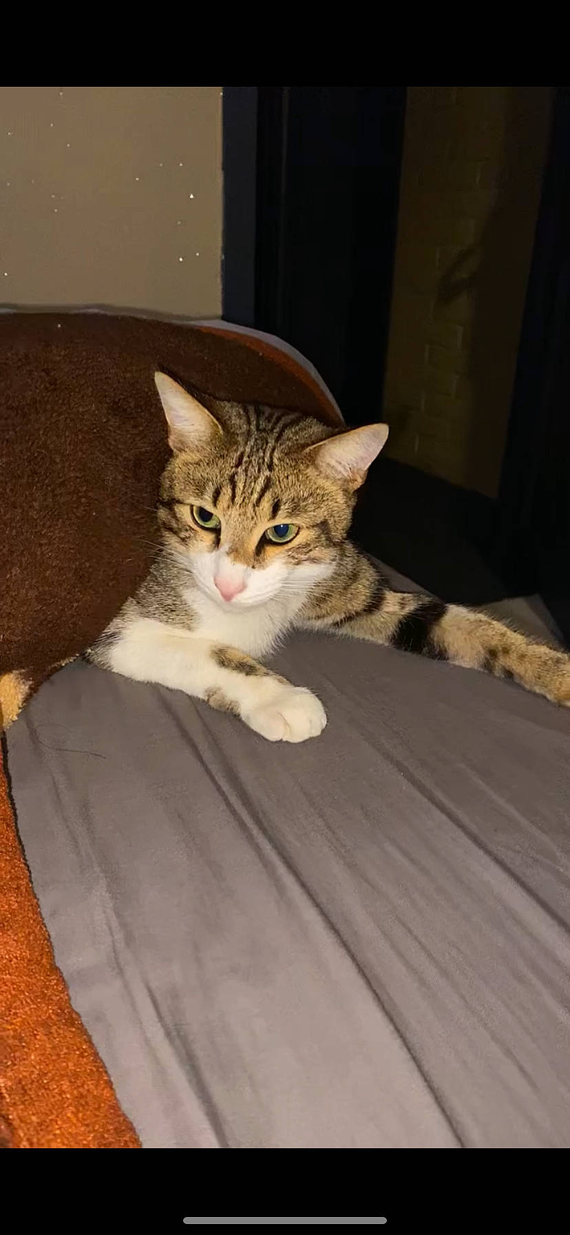 Coocki a rejoint le concours — aidez-le/la à gagner de superbes lots ! brown, carnivore, cat, claw, comfort, domestic_short_haired_cat, door, eye, felidae, flooring, fur, hardwood, sitting, small_to_medium_sized_cats, snout, tail, terrestrial_animal, whiskers, window, wood