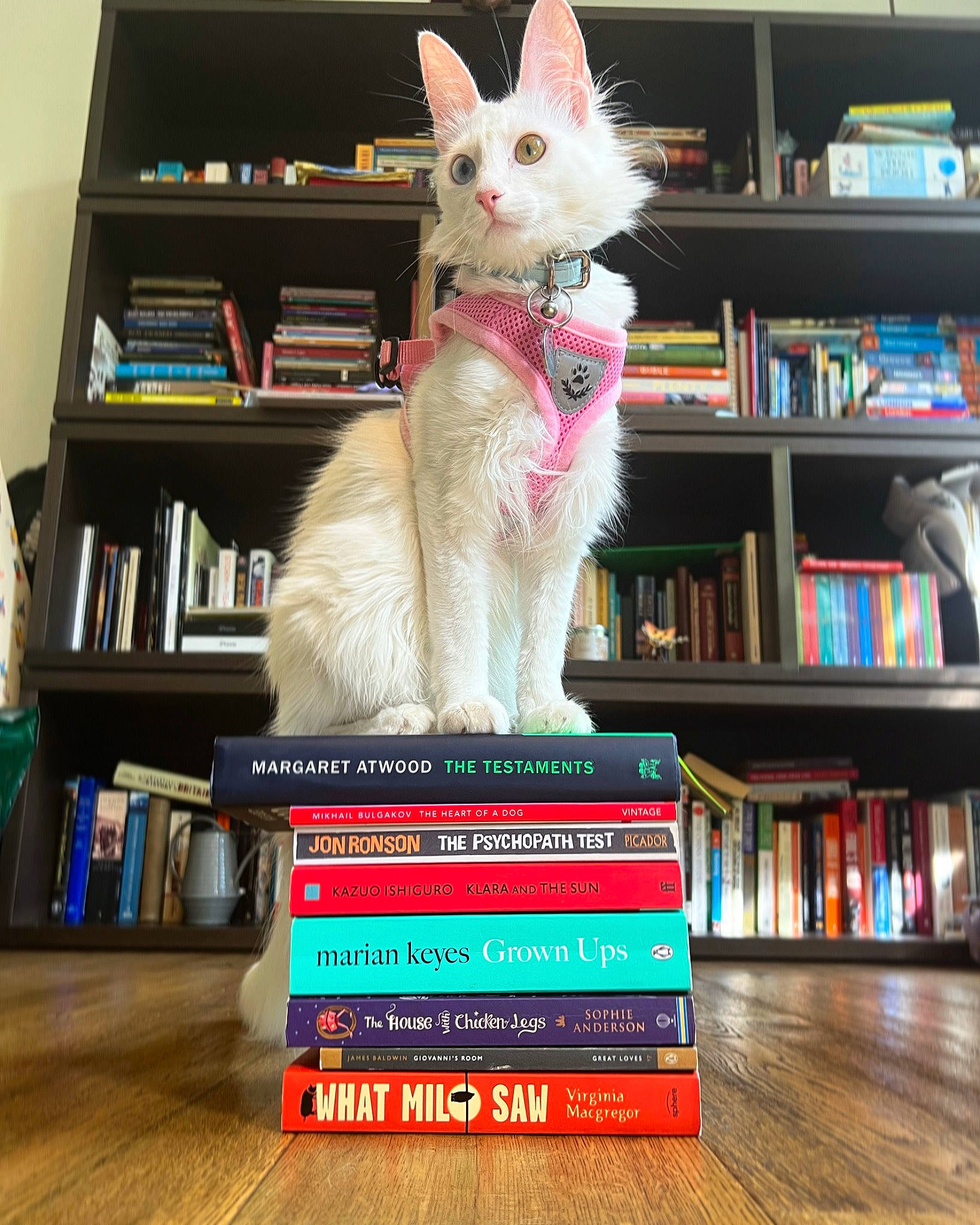 Alaska is registered to the contest to win money with this photo: book, bookcase, carnivore, cat, cat_supply, domestic_short_haired_cat, felidae, flooring, fur, furniture, hardwood, mammal, publication, shelf, shelving, small_to_medium_sized_cats, tail, vertebrate, whiskers, wood