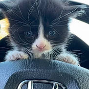 Oreo is registered to the contest to win money with this photo: kitten, cat, black_and_white, steering_wheel, car_interior, close_up, curious, pet, animal, whiskers, paws, vehicle, cute, young, feline, indoor, transportation, playful, small, front_view