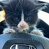animal, black_and_white, car_interior, cat, close_up, curious, cute, feline, front_view, indoor, kitten, paws, pet, playful, small, steering_wheel, transportation, vehicle, whiskers, young