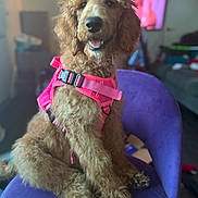 Pepper joined the competition — help win amazing prizes! dog, brown_dog, curly_fur, pink_harness, purple_chair, indoor, pet, canine, happy, sitting, furniture, household, domestic_animal, cute, animal, companion, portrait, fluffy, relaxed, friendly