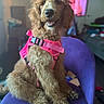 dog, brown_dog, curly_fur, pink_harness, purple_chair, indoor, pet, canine, happy, sitting, furniture, household, domestic_animal, cute, animal, companion, portrait, fluffy, relaxed, friendly