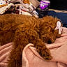 Pepper joined the competition — help win amazing prizes! dog, sleeping, brown_fur, bow, blanket, pink_blanket, cozy, indoor, pet, fur, paw, bottle, powerade, soft_texture, resting, cute, relaxation, animal, bed, comfort