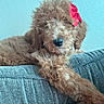 Pepper is registered to the contest to win money with this photo: dog, puppy, brown, fluffy, bow, red_bow, couch, indoor, curious, pet, animal, fur, closeup, cute, resting, face, nose, paw, texture, wall