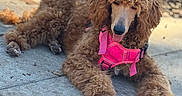 Pepper joined the competition — help win amazing prizes! dog, poodle, brown, curly_fur, pink_harness, outdoor, sidewalk, sunlight, pet, animal, canine, relaxed, tongue_out, furry, mammal, companion, domestic_animal, cute, resting, blurred_background
