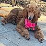 dog, poodle, brown, curly_fur, pink_harness, outdoor, sidewalk, sunlight, pet, animal, canine, relaxed, tongue_out, furry, mammal, companion, domestic_animal, cute, resting, blurred_background