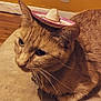 cat, ginger_cat, sombrero, hat, indoor, pet, whiskers, feline, cute, small_hat, fur, domestic_cat, animal, close_up, headwear, brown, floor, quiet, sitting, portrait