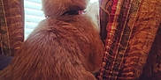 Tinysha joined the competition — help win amazing prizes! cat, orange_cat, fur, window, curtains, blinds, indoor, pet, animal, back_view, cozy, looking_out, soft_light, domestic, feline, collar, patterned_curtains, home, quiet, curious