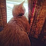 cat, orange_cat, fur, window, curtains, blinds, indoor, pet, animal, back_view, cozy, looking_out, soft_light, domestic, feline, collar, patterned_curtains, home, quiet, curious