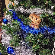 Tinysha joined the competition — help win amazing prizes! cat, christmas_tree, tinsel, ornaments, holiday, decorations, orange_cat, curious, greenery, festive, indoor, pet, animal, fluffy, playful, closeup, nature, christmas, celebration, cute