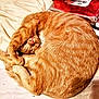 Tinysha joined the competition — help win amazing prizes! cat, ginger_cat, sleeping, curled_up, paw, fur, cute, pet, animal, resting, indoor, close_up, whiskers, soft_surface, relaxed, napping, cozy, feline, domestic_cat, quiet