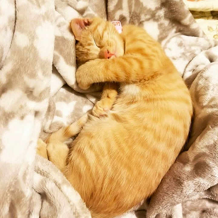 Tinysha is registered to the contest to win money with this photo: animal, blanket, cat, cozy, curled_up, cute, domestic_cat, fur, indoor, nap, orange_tabby, patterned_blanket, paw, pet, plush, relaxation, resting, sleeping, soft, whiskers